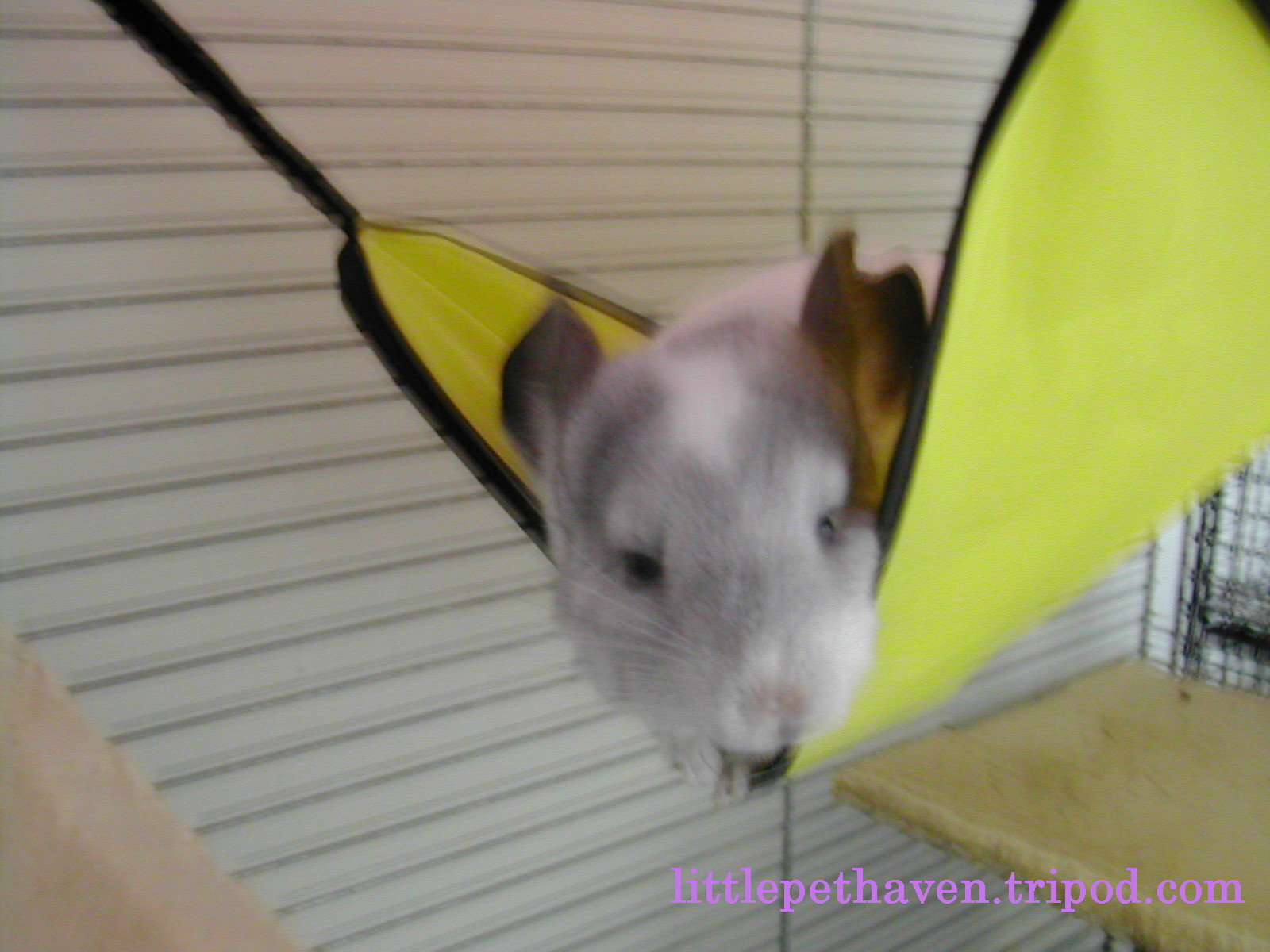 MaiaHammock.JPG
