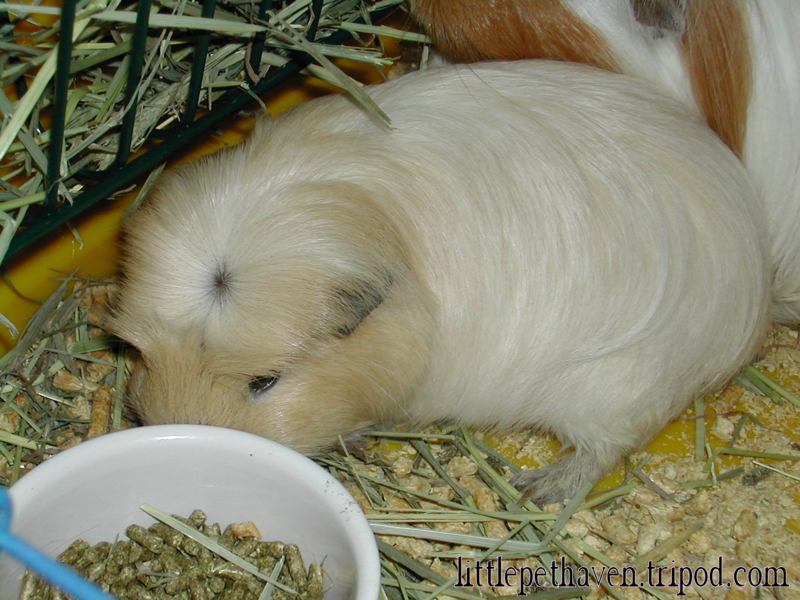 buttercup1.jpg